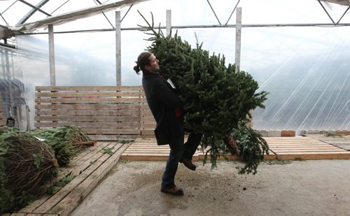 John Leperre, Outdoor Sales Manager at Shelmerdine's shakes out loose needles from realTrees at Shelmerdines. See Real vs Fake Christmas Tree, Erin Lebar story. Dec 10, 2015 Ruth Bonneville / Winnipeg Free Press