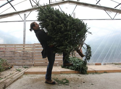 John Leperre, Outdoor Sales Manager at Shelmerdine's shakes out loose needles from realTrees at Shelmerdines. See Real vs Fake Christmas Tree, Erin Lebar story. Dec 10, 2015 Ruth Bonneville / Winnipeg Free Press