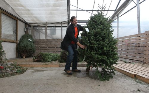 John Leperre, Outdoor Sales Manager at Shelmerdine's shakes out loose needles from realTrees at Shelmerdines. See Real vs Fake Christmas Tree, Erin Lebar story. Dec 10, 2015 Ruth Bonneville / Winnipeg Free Press