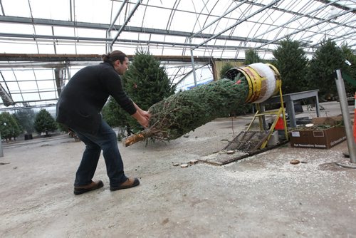 John Leperre, Outdoor Sales Manager at Shelmerdine's shakes out loose needles from realTrees at Shelmerdines. See Real vs Fake Christmas Tree, Erin Lebar story. Dec 10, 2015 Ruth Bonneville / Winnipeg Free Press