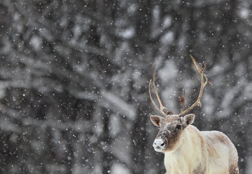 Happy reindeer outside at the Assiniboine Park  Journey to Churchill exhibit in Winnipeg Wed during heavy snow storm - Standup PhotoDec 16, 2015   (JOE BRYKSA / WINNIPEG FREE PRESS)