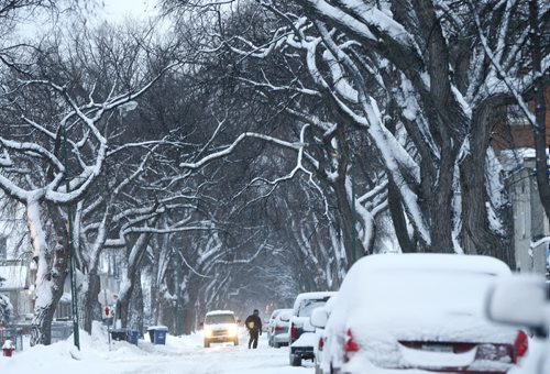 The snow continues to fall in Winnipeg Wednesday morning collecting on the canopy of elm trees on Victor St.  Wayne Glowacki / Winnipeg Free Press Dec. 23  2015