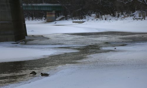 Ducks along the open water on the Assiniboine River near The Forks Tuesday.   Wayne Glowacki / Winnipeg Free Press Dec. 29  2015