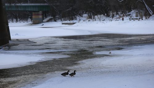 Ducks along the open water on the Assiniboine River near The Forks Tuesday.   Wayne Glowacki / Winnipeg Free Press Dec. 29  2015