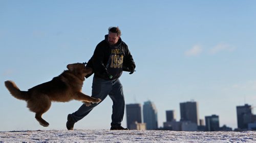 Ryan Kenneth and his dog Berger, a 11/2 year old giant breed of dog called a Leonberger, enjoy a morning walk and play along the edge of Garbage Hill Saturday, on New Year's Day.   Standup  Jan 01, 2016 Ruth Bonneville / Winnipeg Free Press