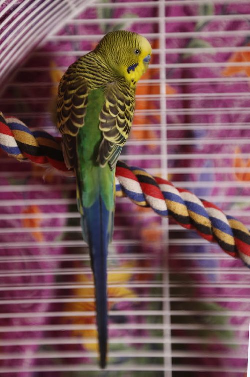 Sunday, January 3, 2016 - MacGyver, a domestic tropical green-and-yellow budgie who was living outside for over a month and was trapped and rescued thanks to the cooperation and effort of Melanie Shura, president of Avian Welfare Canada Inc., and at least two couples, is photographed in Melanie's home Sunday, January 3, 2016. He was trapped using behaviour modification techniques that are time-consuming and require the people trying to catch the bird to be monitoring the trap at all times. John Woods / Winnipeg Free Press