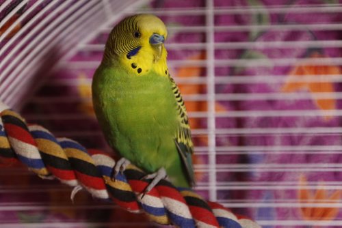 Sunday, January 3, 2016 - MacGyver, a domestic tropical green-and-yellow budgie who was living outside for over a month and was trapped and rescued thanks to the cooperation and effort of Melanie Shura, president of Avian Welfare Canada Inc., and at least two couples, is photographed in Melanie's home Sunday, January 3, 2016. He was trapped using behaviour modification techniques that are time-consuming and require the people trying to catch the bird to be monitoring the trap at all times. John Woods / Winnipeg Free Press