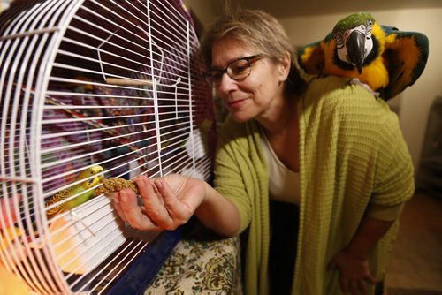 Sunday, January 3, 2016 - Melanie Shura, president of Avian Welfare Canada Inc. and Kia, a 25 year old blue and gold Macaw, hand feed MacGyver, a domestic tropical green-and-yellow budgie who was living outside for over a month and was trapped and rescued thanks to the cooperation and effort of Melanie and at least two couples, in her home Sunday, January 3, 2016. He was trapped using behaviour modification techniques that are time-consuming and require the people trying to catch the bird to be monitoring the trap at all times. John Woods / Winnipeg Free Press