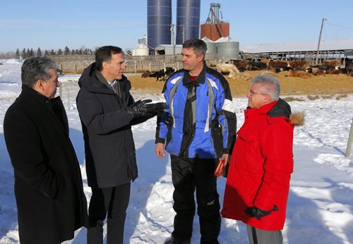 Minister of Finance Bill Morneau in Dugald, MB visiting a cattle farm. It's part of a Pre-Budget Consultations from coast to coast. He visited Calvin Vaag's cattle farm in frigid -20c temps. Left to right - Dan Vandal , minister Bill Morneau, farmer Calvin Vaag, and Liberal candidate/Dawson Trail Terry Hayward. BORIS MINKEVICH / WINNIPEG FREE PRESS January 14, 2016