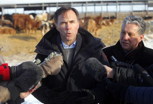 Minister of Finance Bill Morneau in Dugald, MB visiting a cattle farm. It's part of a Pre-Budget Consultations from coast to coast. He visited Calvin Vaag's cattle farm in frigid -20c temps. Here he is swarmed by journalists at the farm with Dan Vandal on the right. BORIS MINKEVICH / WINNIPEG FREE PRESS January 14, 2016