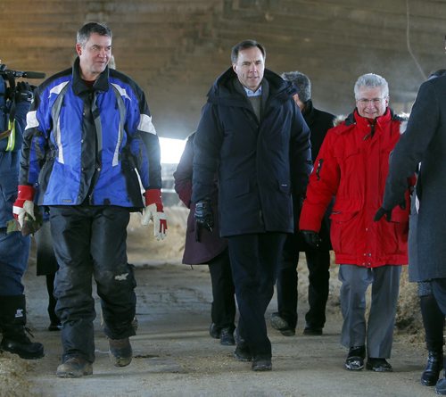 Minister of Finance Bill Morneau (centre) in Dugald, MB visiting a cattle farm. It's part of a Pre-Budget Consultations from coast to coast. He visited (left in blue) Calvin Vaag's cattle farm in frigid -20c temps. Right is Liberal candidate/Dawson Trail Terry Hayward. BORIS MINKEVICH / WINNIPEG FREE PRESS January 14, 2016