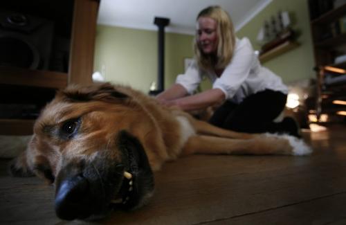 John Woods / Winnipeg Free Press / February 7, 2008- 080207  - Liz Masi, owner of Canidae Mobile, practices Reiki on her 4.5 year old shepard-cross Sherpa in her home Thursday, February 7, 2008.  Masi uses Reiki, a Japanese technique for stress reduction and relaxation that also promotes healing, on her canine clients.