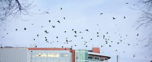 Crow Project, TBA January 26, 2016 - (Phil Hossack / Winnipeg Free Press)