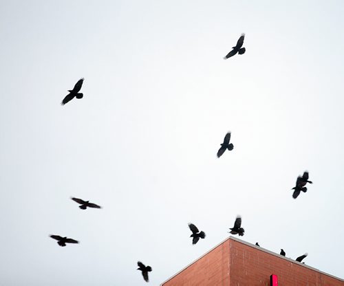 Crow Project, TBA January 26, 2016 - (Phil Hossack / Winnipeg Free Press)