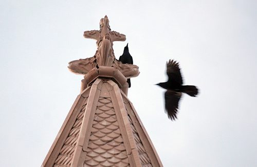 Crow Project, TBA January 26, 2016 - (Phil Hossack / Winnipeg Free Press)