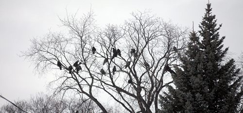 Crow Project, TBA January 26, 2016 - (Phil Hossack / Winnipeg Free Press)