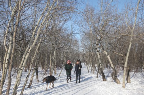 People walk their dogs through the Parker Land forest- Environmental advocates are upset the province has allowed Manitoba Hydro to relocate transmission lines across the Parker lands despite an appeal of an environmental license for all transit corridor-related work on the same lands.-See Aldo Santin story- Jan 28, 2016   (JOE BRYKSA / WINNIPEG FREE PRESS)