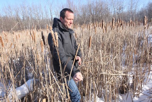 Cal Dueck, a member of the Parker Wetlands Conservation committee walks through the Parker Land forest- Environmental advocates are upset the province has allowed Manitoba Hydro to relocate transmission lines across the Parker lands despite an appeal of an environmental license for all transit corridor-related work on the same lands.-See Aldo Santin story- Jan 28, 2016   (JOE BRYKSA / WINNIPEG FREE PRESS)