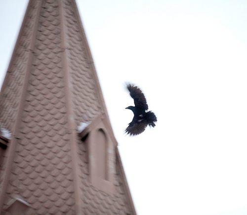 Crow Project, TBA January 26, 2016 - (Phil Hossack / Winnipeg Free Press)