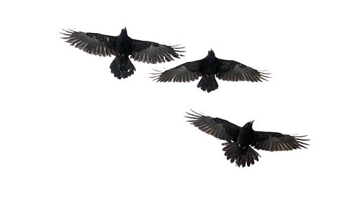 A "Conspiracy" of Ravens made up of thousands of the black birds, takes over the rooftops at HSC at dusk every evening. See story.....January 29, 2016 - (Phil Hossack / Winnipeg Free Press)