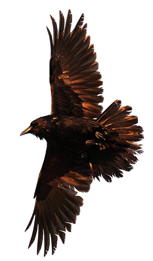 Reflecting a golden sunset, an "inbound" raven wames its way towards an evening perch. A "Conspiracy" of Ravens made up of thousands of the black birds, takes over the rooftops at HSC at dusk every evening. See story.....January 29, 2016 - (Phil Hossack / Winnipeg Free Press)