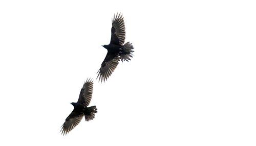 Sunlight filtering through the outspread wing feathers, A "Conspiracy" of Ravens made up of thousands of the black birds, takes over the rooftops at HSC at dusk every evening. See story.....January 29, 2016 - (Phil Hossack / Winnipeg Free Press)