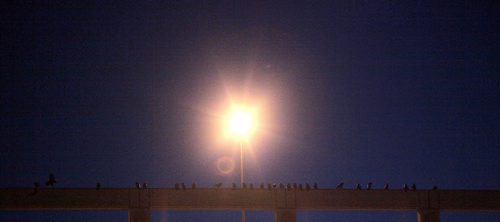 Taking up an evening perch along the top beam of a parkade, a "Conspiracy" of Ravens made up of thousands of the black birds, takes over the rooftops at HSC at dusk every evening. See story.....January 29, 2016 - (Phil Hossack / Winnipeg Free Press)