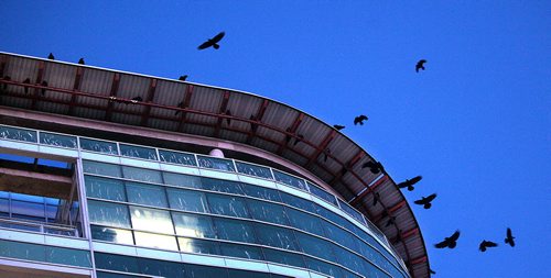 A "Conspiracy" of Ravens made up of thousands of the black birds, takes over the rooftops at HSC at dusk every evening. See story.....January 29, 2016 - (Phil Hossack / Winnipeg Free Press)