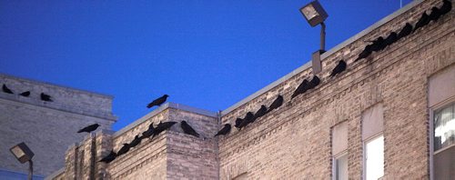 A "Conspiracy" of Ravens made up of thousands of the black birds, takes over the rooftops at HSC at dusk every evening. See story.....January 29, 2016 - (Phil Hossack / Winnipeg Free Press)