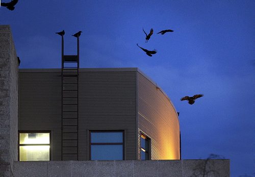 A "Conspiracy" of Ravens takes over the rooftops at HSC at dusk every evening. See story.....February 1, 2016 - (Phil Hossack / Winnipeg Free Press)