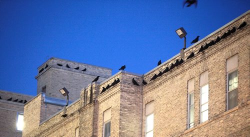 A "Conspiracy" of Ravens made up of thousands of the black birds, takes over the rooftops at HSC at dusk every evening. See story.....January 29, 2016 - (Phil Hossack / Winnipeg Free Press)