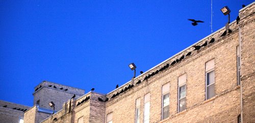 A "Conspiracy" of Ravens made up of thousands of the black birds, takes over the rooftops at HSC at dusk every evening. See story.....January 29, 2016 - (Phil Hossack / Winnipeg Free Press)