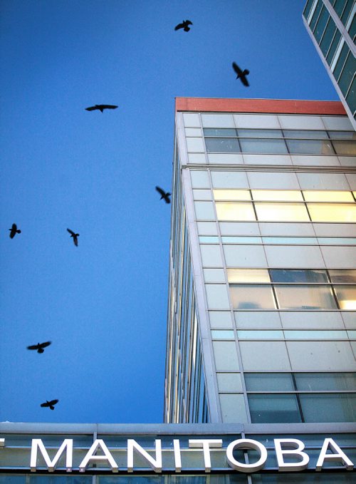 A "Conspiracy" of Ravens made up of thousands of the black birds, takes over the rooftops at HSC at dusk every evening. See story.....January 29, 2016 - (Phil Hossack / Winnipeg Free Press)