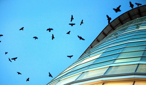 A "Conspiracy" of Ravens made up of thousands of the black birds, takes over the rooftops at HSC at dusk every evening. See story.....January 29, 2016 - (Phil Hossack / Winnipeg Free Press)