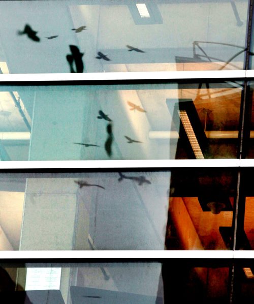 Reflected in the Apotex Center's (U of M's School of Pharmacy) windows  A "Conspiracy" of Ravens made up of thousands of the black birds, takes over the rooftops at HSC at dusk every evening. See story.....January 29, 2016 - (Phil Hossack / Winnipeg Free Press)