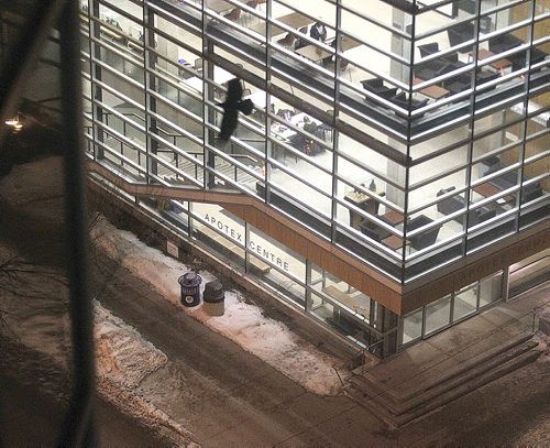 A Raven swoops low over the U of M's Apotex Center (Faculty of Pharmacy) on McDermot st. in the HSC complex Monday evening. See story.....February 1, 2016 - (Phil Hossack / Winnipeg Free Press)