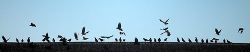 Lining the McDermot Ave Baptist Church next to HSC, A "Conspiracy" of Ravens made up of thousands of the black birds, takes over the rooftops at HSC at dusk every evening. See story.....January 29, 2016 - (Phil Hossack / Winnipeg Free Press)