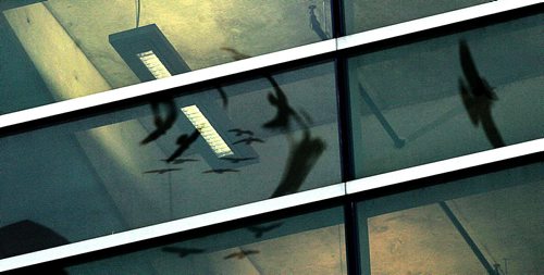 Reflected in the Apotex Center's (U of M's School of Pharmacy) windows  A "Conspiracy" of Ravens made up of thousands of the black birds, takes over the rooftops at HSC at dusk every evening. See story.....January 29, 2016 - (Phil Hossack / Winnipeg Free Press)