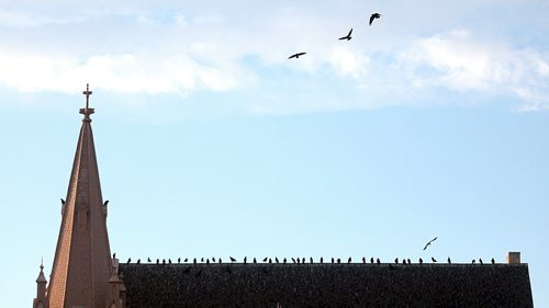 Lining the McDermot Ave Baptist Church next to HSC, A "Conspiracy" of Ravens made up of thousands of the black birds, takes over the rooftops at HSC at dusk every evening. See story.....January 29, 2016 - (Phil Hossack / Winnipeg Free Press)