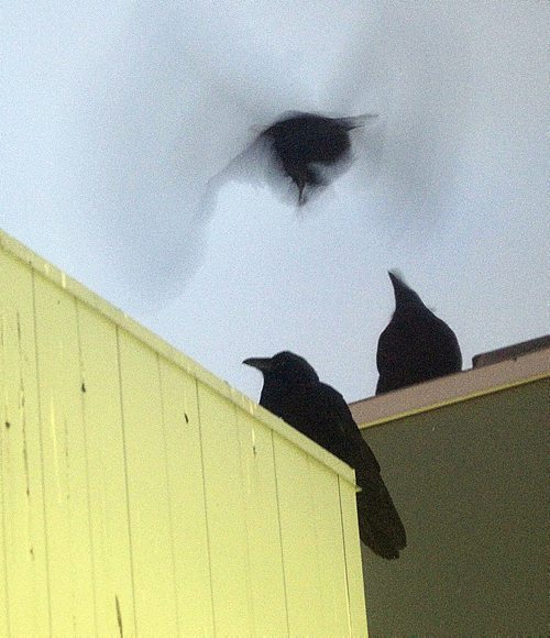 Ravens fight for perch space atop the John Buhler Center  in the HSC complex Monday evning. A "Conspiracy" of Ravens takes over the rooftops at HSC at dusk every evening. See story.....February 1, 2016 - (Phil Hossack / Winnipeg Free Press)
