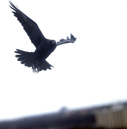 An inbound Raven one of thousands, makes its way towards its roost Monday evening.  A "Conspiracy" of Ravens made up of thousands of the black birds, takes over the rooftops at HSC at dusk every evening. See story.....February 1, 2016 - (Phil Hossack / Winnipeg Free Press)