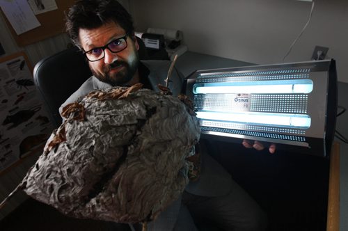 Clint Rosevear- Area Manager for Orkin Canada with fly light and large wasp nest found in Manitoba-See Gordon Sinclair story- Feb 03, 2016   (JOE BRYKSA / WINNIPEG FREE PRESS)