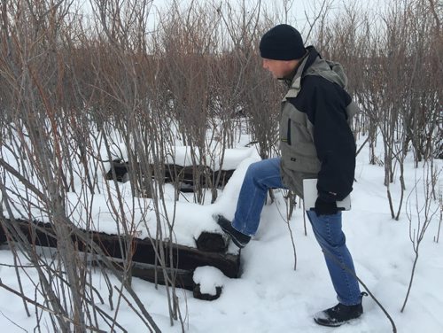 Gordon Sinclair Jr. / Winnipeg Free Press  River Heights-Fort Garry City Coun. John Orlikow examines what's left of a structure in  the Parker Lands forest just south of the CN main line that was made from railway ties. It could be the last known building remnant of Rooster Town.