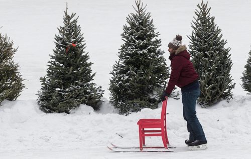 Mike Deal / Winnipeg Free Press Vasudeva Bhat takes advantage of a chair with skies attached to skate for the first time ever while at The Forks on Louis Riel Day. 160215 - Monday, February 15, 2016