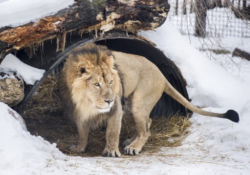 DAVID LIPNOWSKI / WINNIPEG FREE PRESS  Twin Asiatic Lion brothers, Bhanu and Kamal at the Assiniboine Park Zoo Friday February 19, 2016. The pair have called Winnipeg home since 2012, when they arrived from the Zoologischer Garten Magdeburg in Germany, but will be heading to Great Britain next week.  The Assiniboine Park Zoo says this weekend is the last chance to see a pair of Asiatic lions. They are heading to zoological facilities in Great Britain on the recommendation of the European Endangered Species Program.