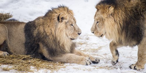 DAVID LIPNOWSKI / WINNIPEG FREE PRESS  Twin Asiatic Lion brothers, Bhanu and Kamal at the Assiniboine Park Zoo Friday February 19, 2016. The pair have called Winnipeg home since 2012, when they arrived from the Zoologischer Garten Magdeburg in Germany, but will be heading to Great Britain next week.  The Assiniboine Park Zoo says this weekend is the last chance to see a pair of Asiatic lions. They are heading to zoological facilities in Great Britain on the recommendation of the European Endangered Species Program.