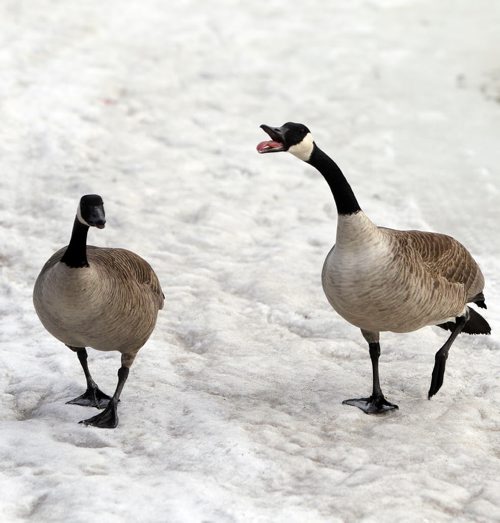 BORIS MINKEVICH / WINNIPEG FREE PRESS Skating at the Forks or the river trail is all but a memory as warm weather forced the trail to be closed. Workers have been removing all the benches and warm up huts. Some Canadian Geese come back to enjoy the river trail. Photo taken March 07, 2016