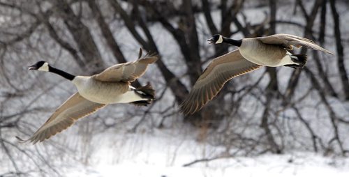 BORIS MINKEVICH / WINNIPEG FREE PRESS Skating at the Forks or the river trail is all but a memory as warm weather forced the trail to be closed. Workers have been removing all the benches and warm up huts. Some Canadian Geese come back to enjoy the river trail. Photo taken March 07, 2016