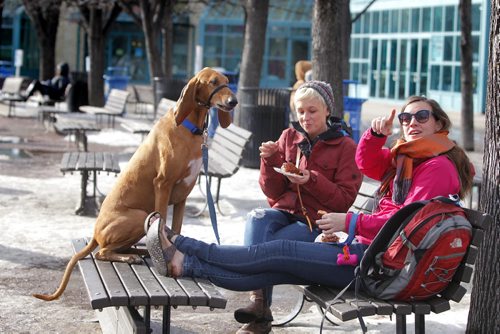 BORIS MINKEVICH / WINNIPEG FREE PRESS Skating at the Forks or the river trail is all but a memory as warm weather forced the trail to be closed. Workers have been removing all the benches and warm up huts. (L-R) Mossimo the 6 year old Italian Segugio dog enjoy some time good times with Chelsea Gee ,visiting from New Zealand , and  Amy Fazackerley. They were sharing some cinnamon buns and watching the geese fly by. Photo taken March 07, 2016