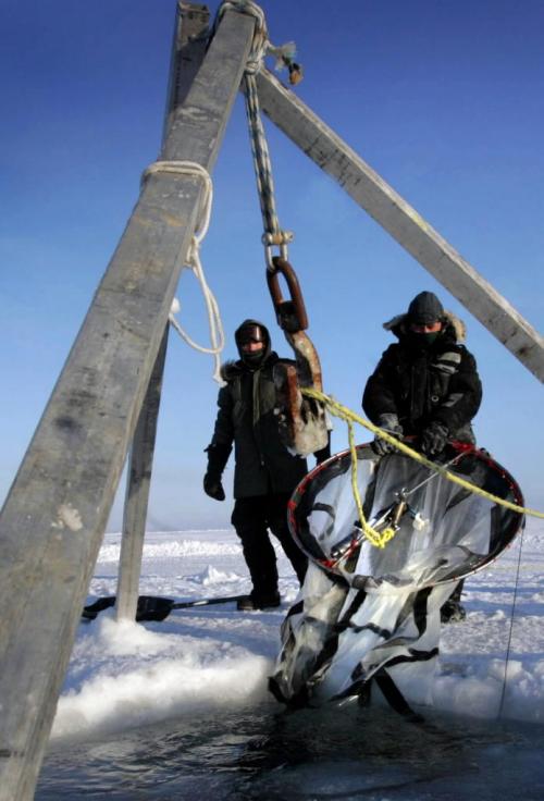 Louis Letourneau, a technician with Laval University pulls out a net that gathered zooplankton out of the   Amundsen Gulf. Bart Kives  Laval University group story.  Feb. 25  2008  WAYNE GLOWACKI/WINNIPEG FREE PRESS